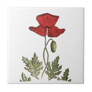 Roter Mohn Fliese