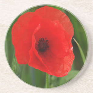 Roter Mohn Getränkeuntersetzer