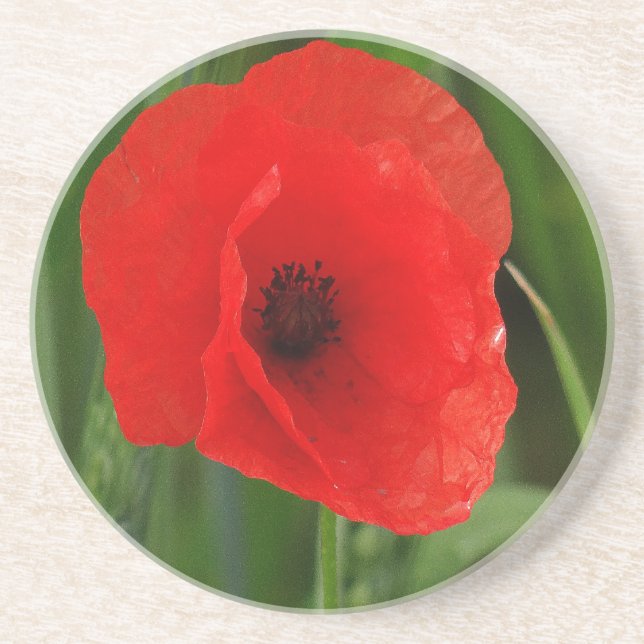 Roter Mohn Getränkeuntersetzer (Vorne)