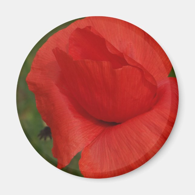 Roter Mohn Magnet (Vorne)