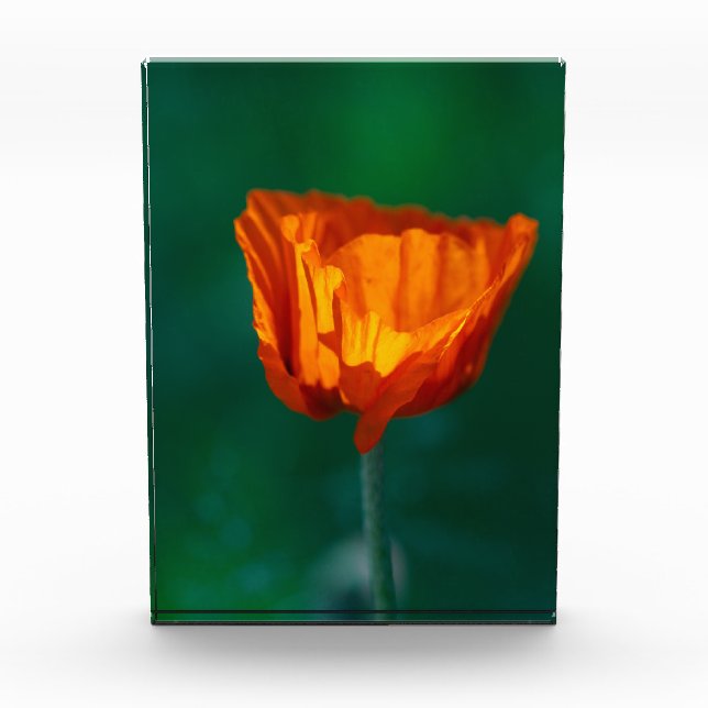 Roter Mohn Makrofotografie Poster Fotoblock (Vorderseite)