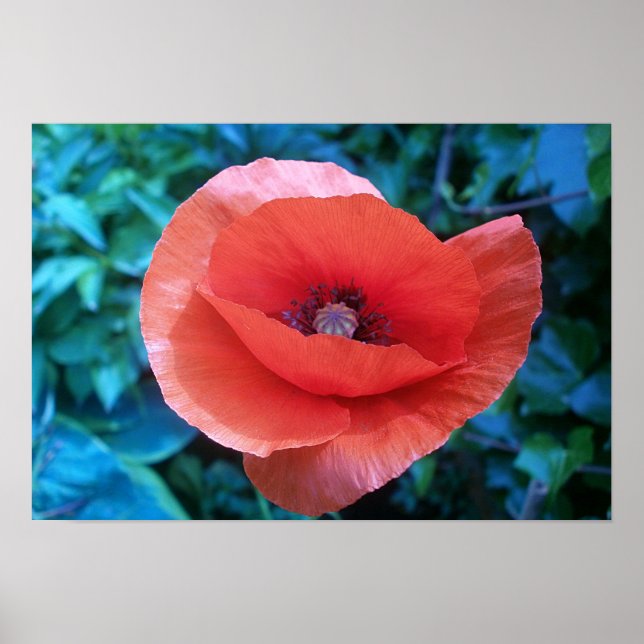 Roter Mohn. Poster (Vorne)
