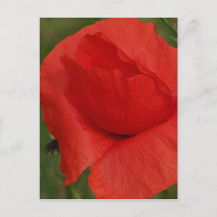 Roter Mohn Postkarte