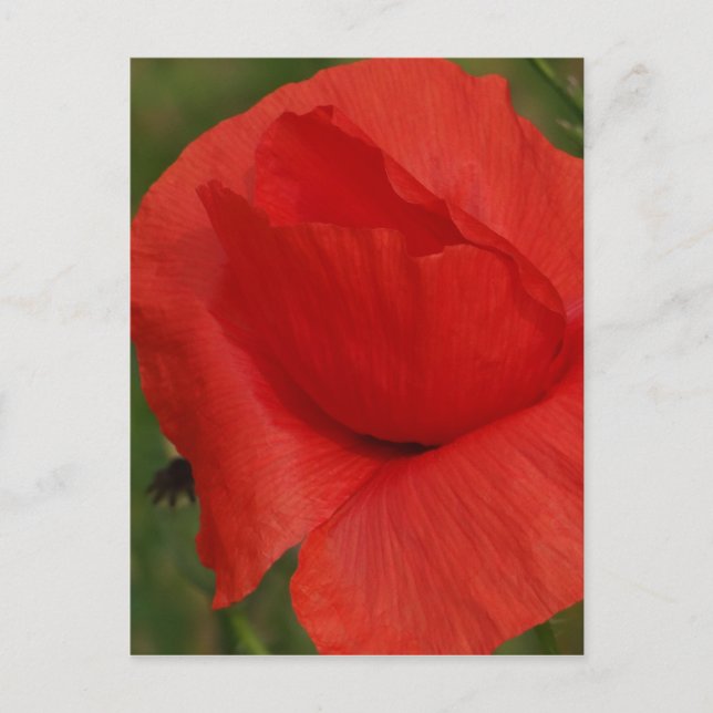Roter Mohn Postkarte (Vorderseite)