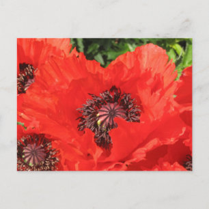 Roter Mohn Postkarte