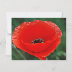 Roter Mohn und Bedeutung