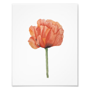 Roter Mohn-Wasserfarben-Botanikdruck Fotodruck