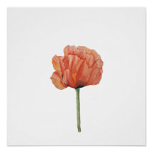 Roter Mohn-Wasserfarben-Botanikdruck