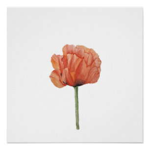 Roter Mohn-Wasserfarben-Botanikdruck Poster