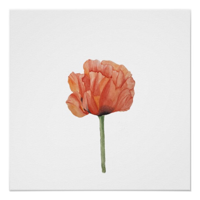 Roter Mohn-Wasserfarben-Botanikdruck Poster (Vorderseite)