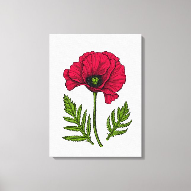 Roter Mohn zeichnend 3 Leinwanddruck (Vorderseite)