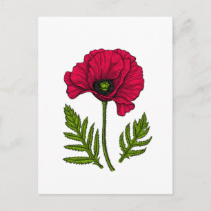 Roter Mohn zeichnend 3 Postkarte