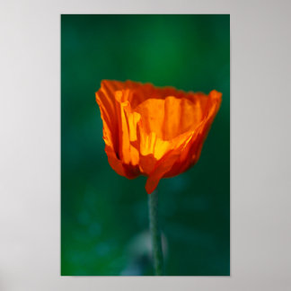 Roter Mohnposter Poster