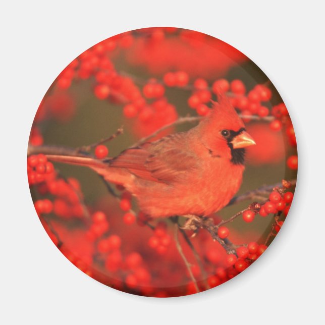Roter Nördlicher Kardinal männlich, IL Magnet (Vorne)