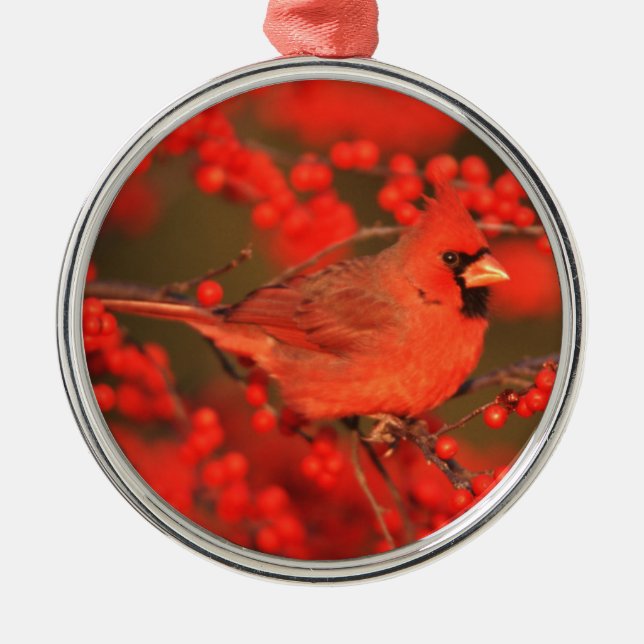Roter Nördlicher Kardinal männlich, IL Silbernes Ornament (Vorne)