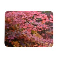 Roter Orange Fall Blätter Herbst Blätter Blätter N