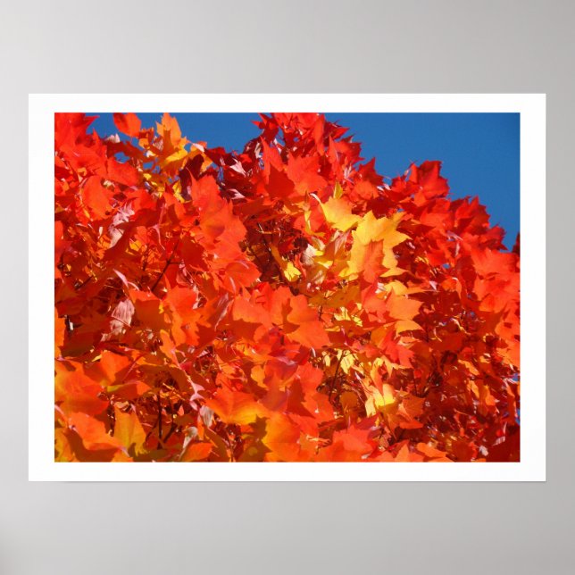 Roter Orange Gelber Herbst Blätter Kunstdrucke Bäu Poster (Vorne)