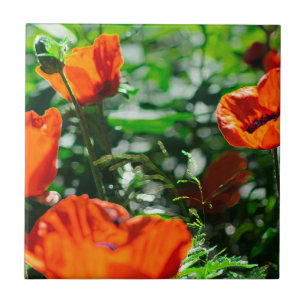 Roter Orangenmohn-Blume Fliese