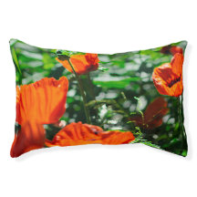 Roter Orangenmohn-Blume