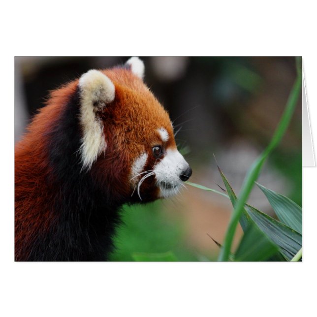 Roter Panda (Vorderseite (Horizontal))