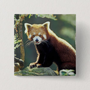 Roter Panda Ailurus fulgens) Button