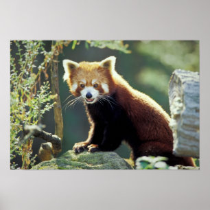 Roter Panda Ailurus fulgens) Poster