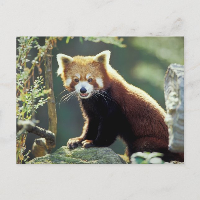 Roter Panda Ailurus fulgens) Postkarte (Vorderseite)