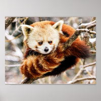 Roter Panda an einer Baumgrenze