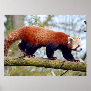 Roter Panda auf dem Ast Poster