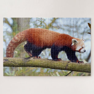 Roter Panda auf dem Ast Puzzle