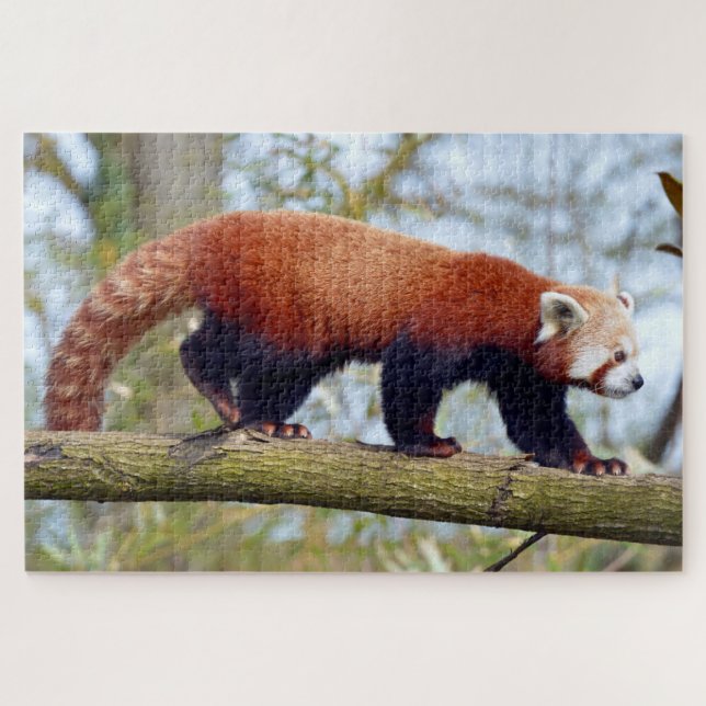 Roter Panda auf dem Ast Puzzle (Horizontal)