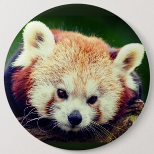 Roter Panda Button