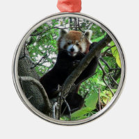 Roter Panda-erstklassige runde Verzierung