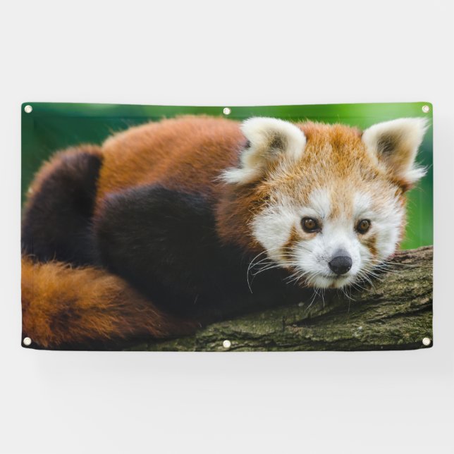 ROTER PANDA Fahne MIT GUMMIMUFFEN Banner (Horizontal)