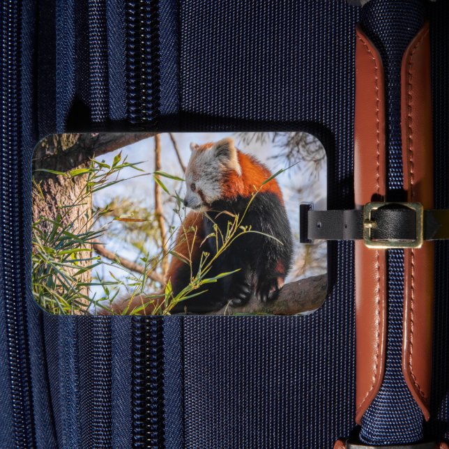 Roter Panda Gepäckanhänger (Vorderseite Insitu 4)