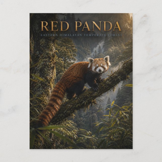 Roter Panda Himalaja-Wald TIERE Postkarte (Vorderseite)