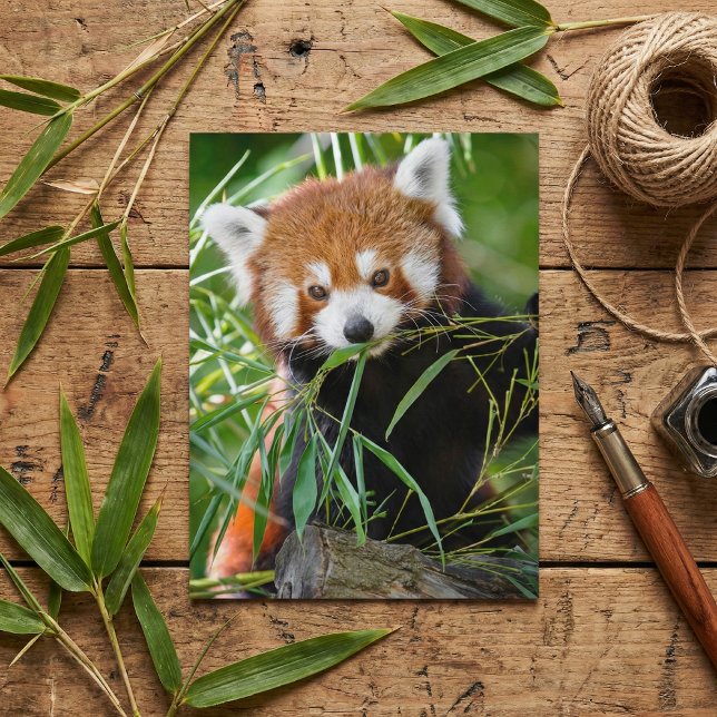 Roter Panda im Bambusglück – Wildleben Postkarte (Von Creator hochgeladen)