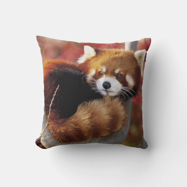 Roter Panda in einem Baumwurzelkissen Kissen (Vorderseite)