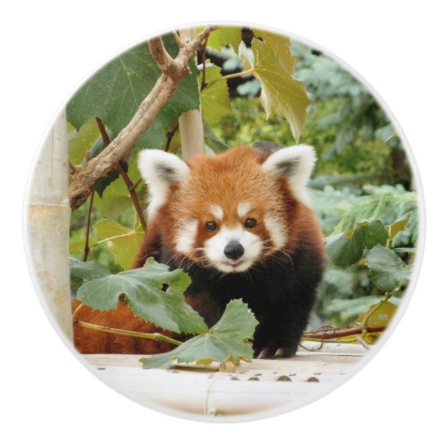 Roter Panda Keramikknauf (Vorderseite)
