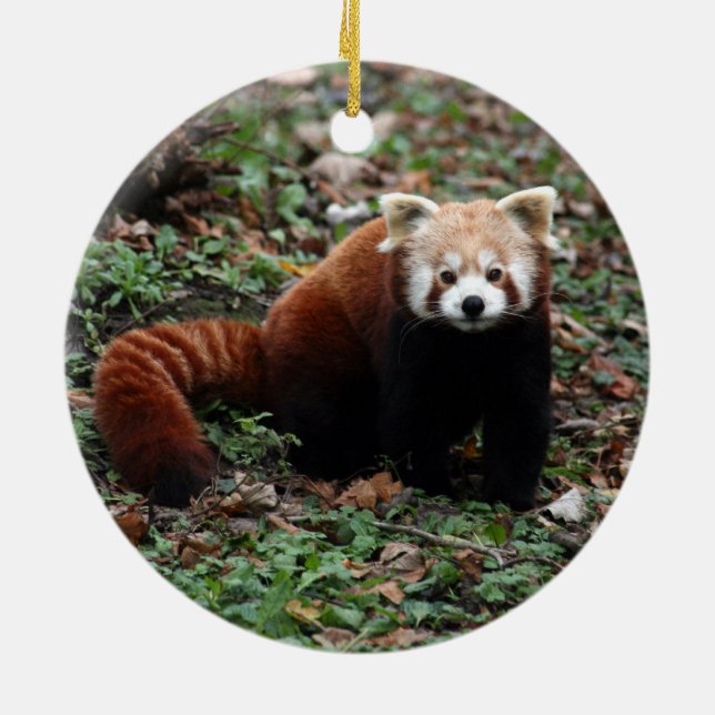 Roter Panda Keramikornament (Hinten)