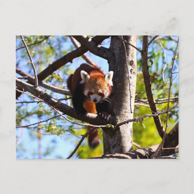 Roter Panda klettert auf Baum Postkarte (Vorderseite)