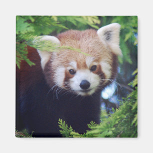 Roter Panda Magnet
