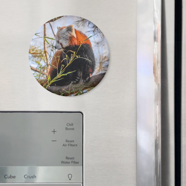 Roter Panda Magnet (In Situ (Kühlschrank))