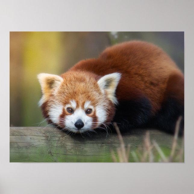 Roter Panda Poster (Vorne)