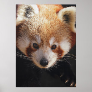 roter Panda Poster