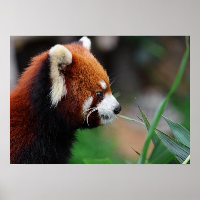 Roter Panda Poster (Vorne)