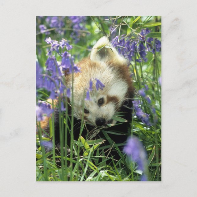 Roter Panda Postkarte (Vorderseite)