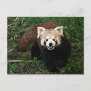 Roter Panda Postkarte