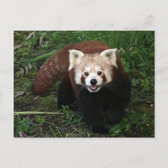 Roter Panda Postkarte (Vorderseite)