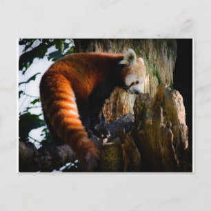 Roter Panda Postkarte